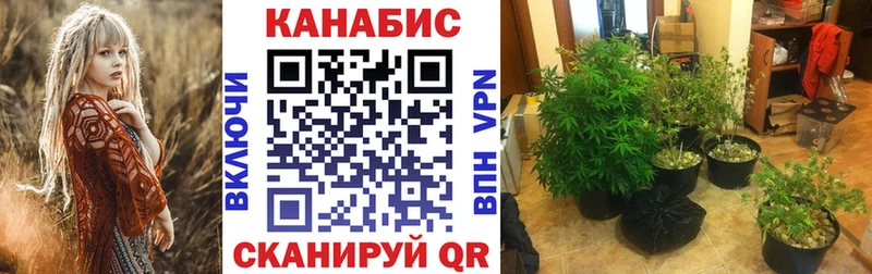 darknet состав  Волхов  Конопля план  магазин продажи  